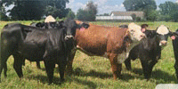 24 Braford, Brangus & Brangus Super Baldy Bred Heifers... Central AR