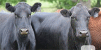 90 Angus & 'BWF' Cows... E. Central OK