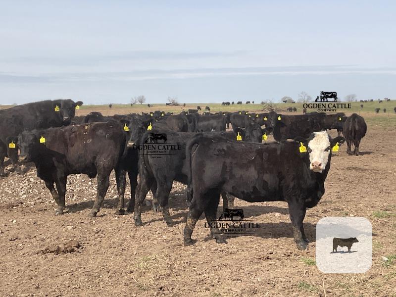 Cattle Range Listing Photo