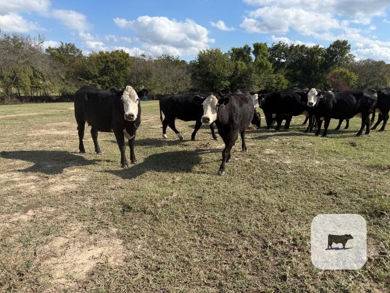 Cattle Range Listing Photo 3