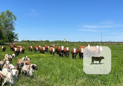 Cattle Range Listing Photo
