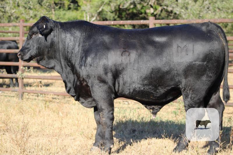 Cattle Range Listing Photo 3