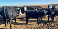 46 Angus & Angus/Hereford 'BWF' 1st-Calf Pairs... TX Panhandle