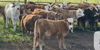 24 Braford Rep. Heifers... Southwest MS