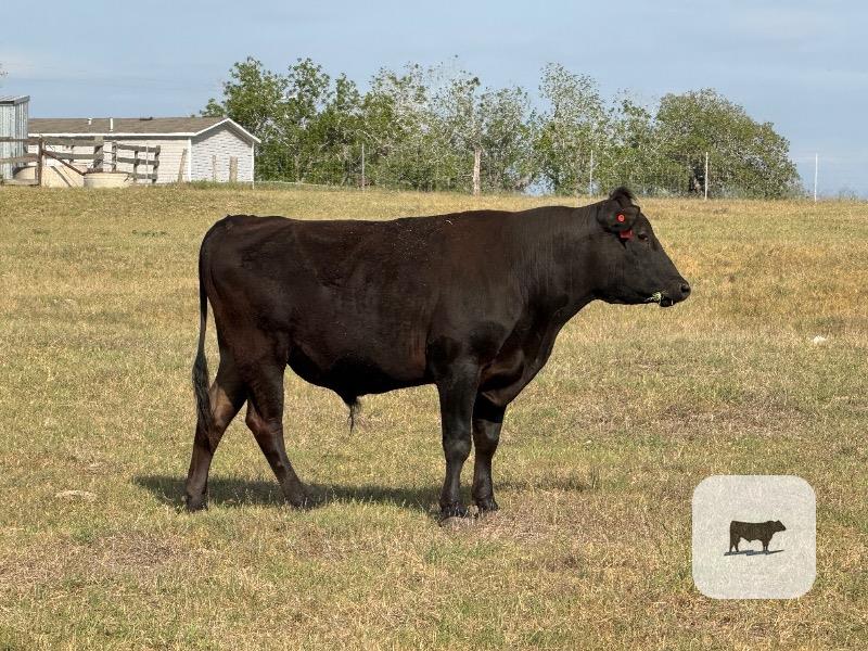 Cattle Range Listing Photo