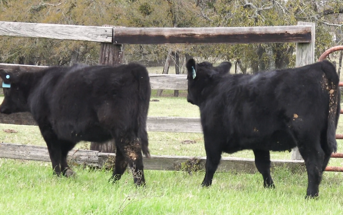 Cattle Range Listing Photo
