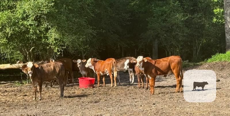 Cattle Range Listing Photo