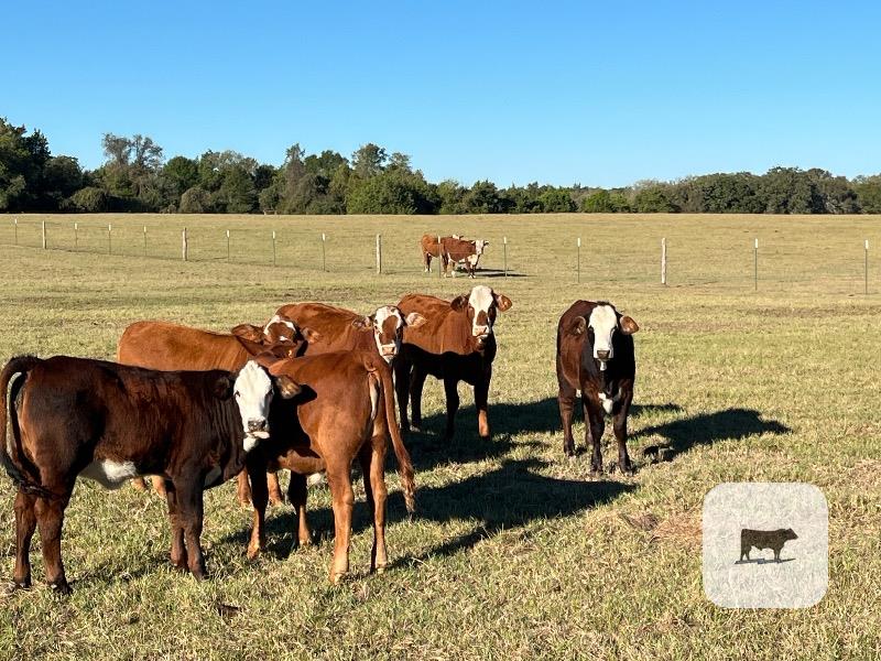 Cattle Range Listing Photo 2