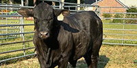 1 Reg. Brangus Bull... N. Central LA