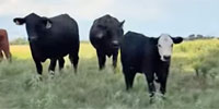 15 Angus 2nd-Calf Pairs... Northeast TX