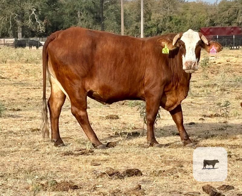 Cattle Range Listing Photo