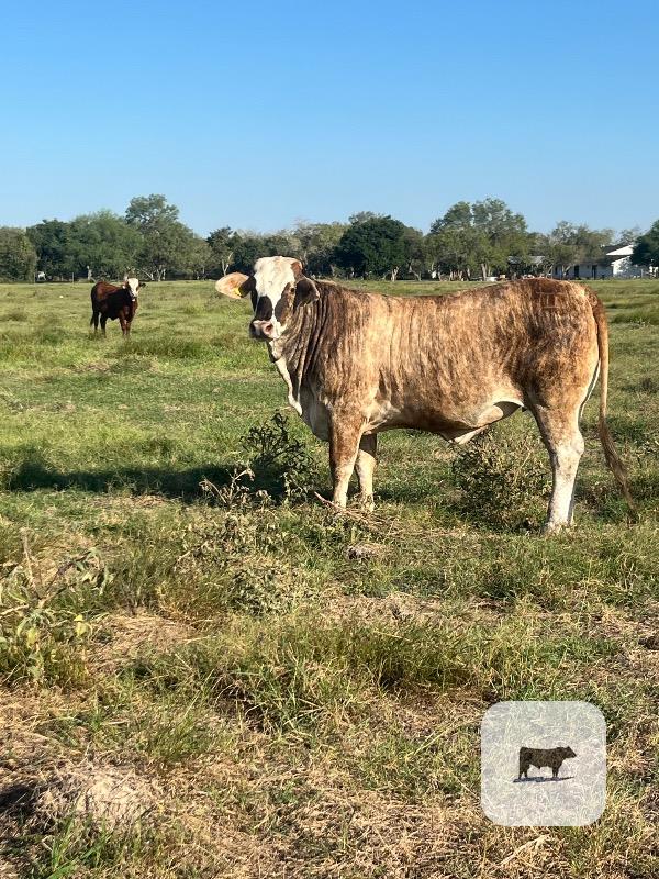 Cattle Range Listing Photo