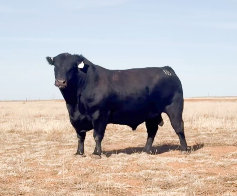 Cattle Range Listing Photo