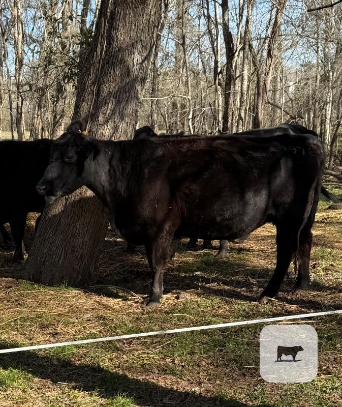 Cattle Range Listing Photo