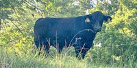 3 Angus Bulls... Northeast AR