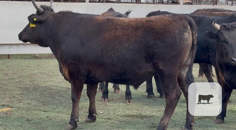 Cattle Range Listing Photo
