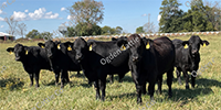10 Brangus Cross Bred Heifers... Southwest MO