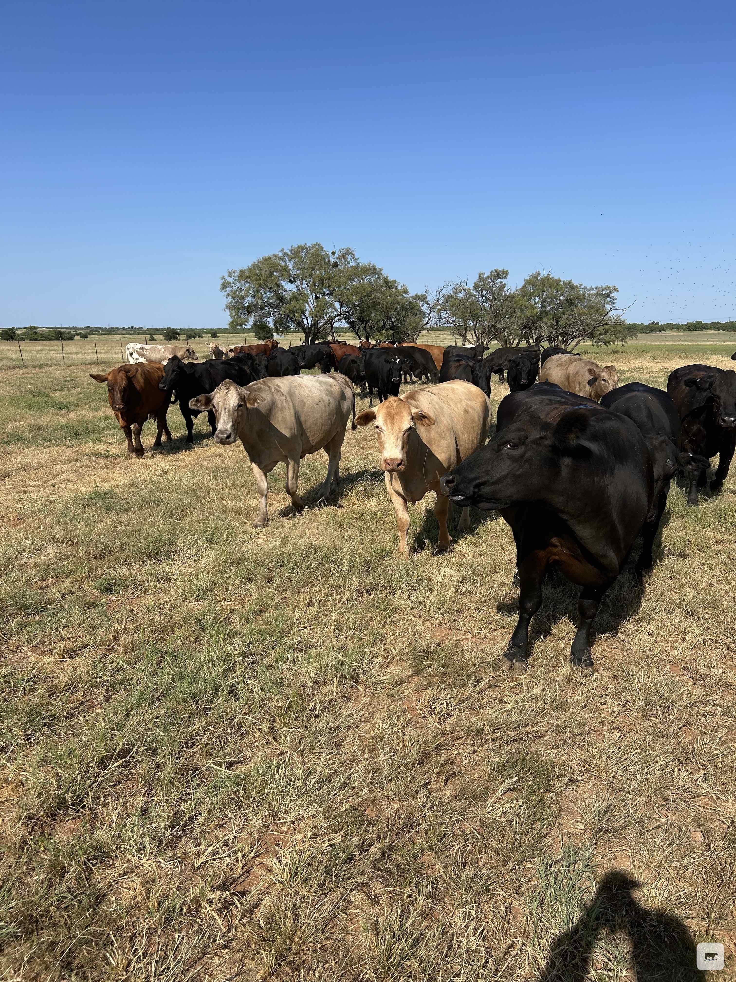 Cattle Range Listing Photo