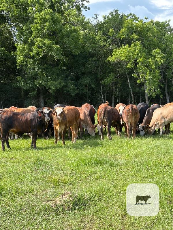 Cattle Range Listing Photo