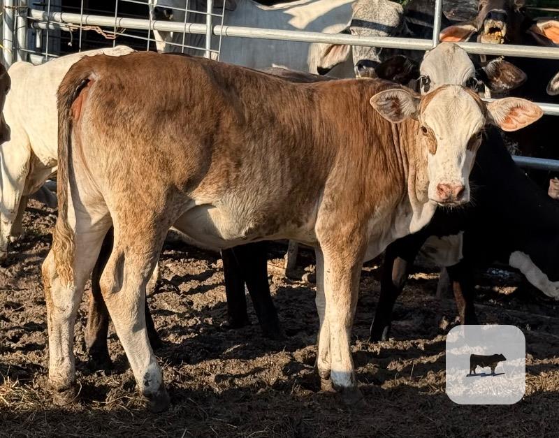 Cattle Range Listing Photo