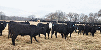 96 Angus & BWF Bred Heifers... Central AR