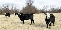 25 Angus & BWF Bred Heifers... Southwest MO