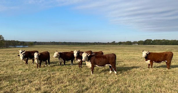 Cattle Range Listing Photo