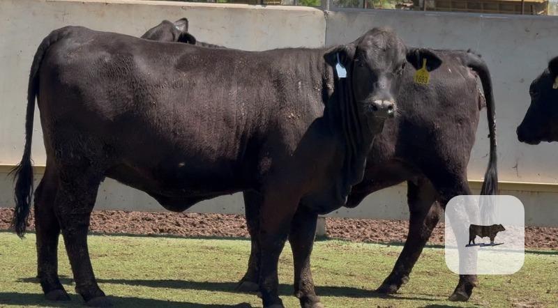 Cattle Range Listing Photo