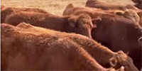 40 F1 Akaushi/Red Angus Feeder Cattle... E. Central GA