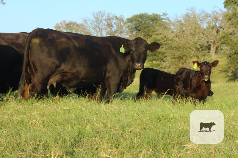 Cattle Range Listing Photo