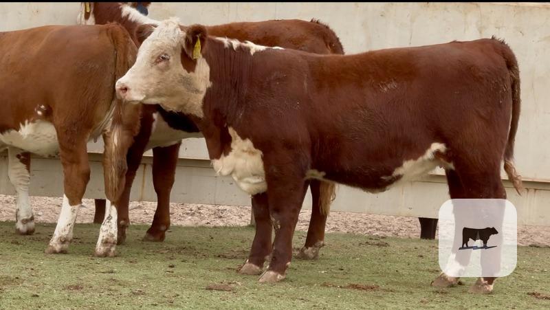 Cattle Range Listing Photo