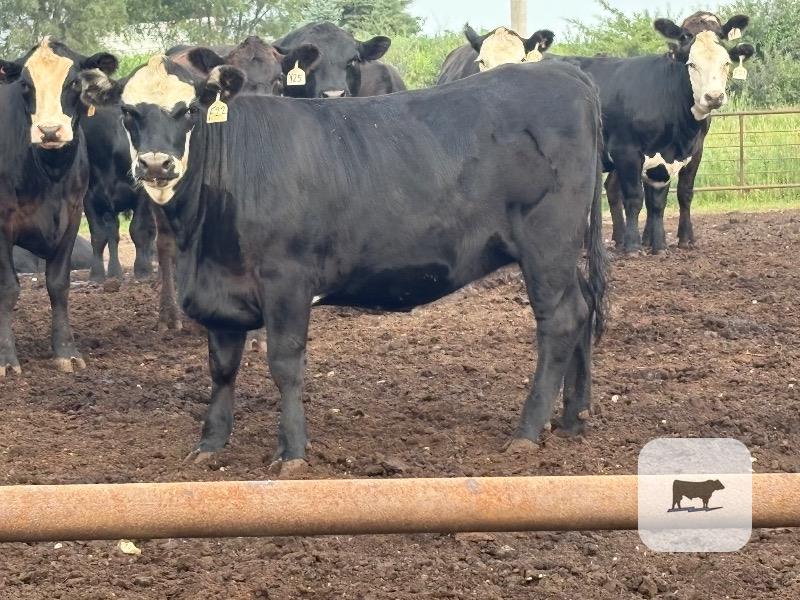 Cattle Range Listing Photo