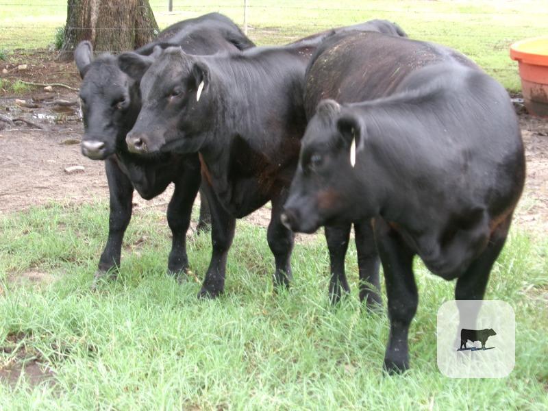 Cattle Range Listing Photo
