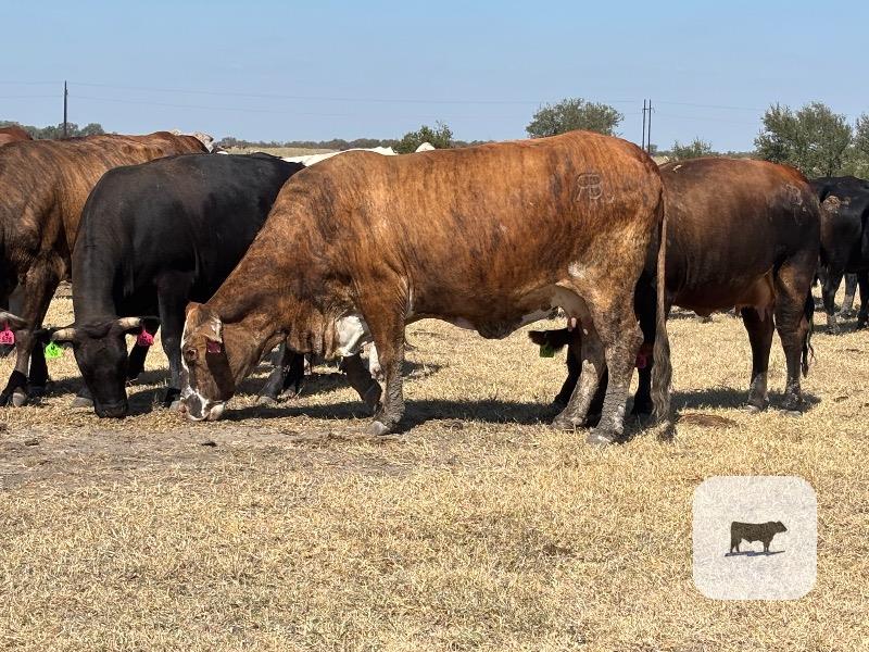 Cattle Range Listing Photo