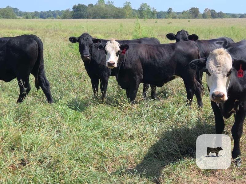 Cattle Range Listing Photo