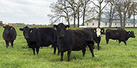 26 Angus & BWF Cows... Southwest MO