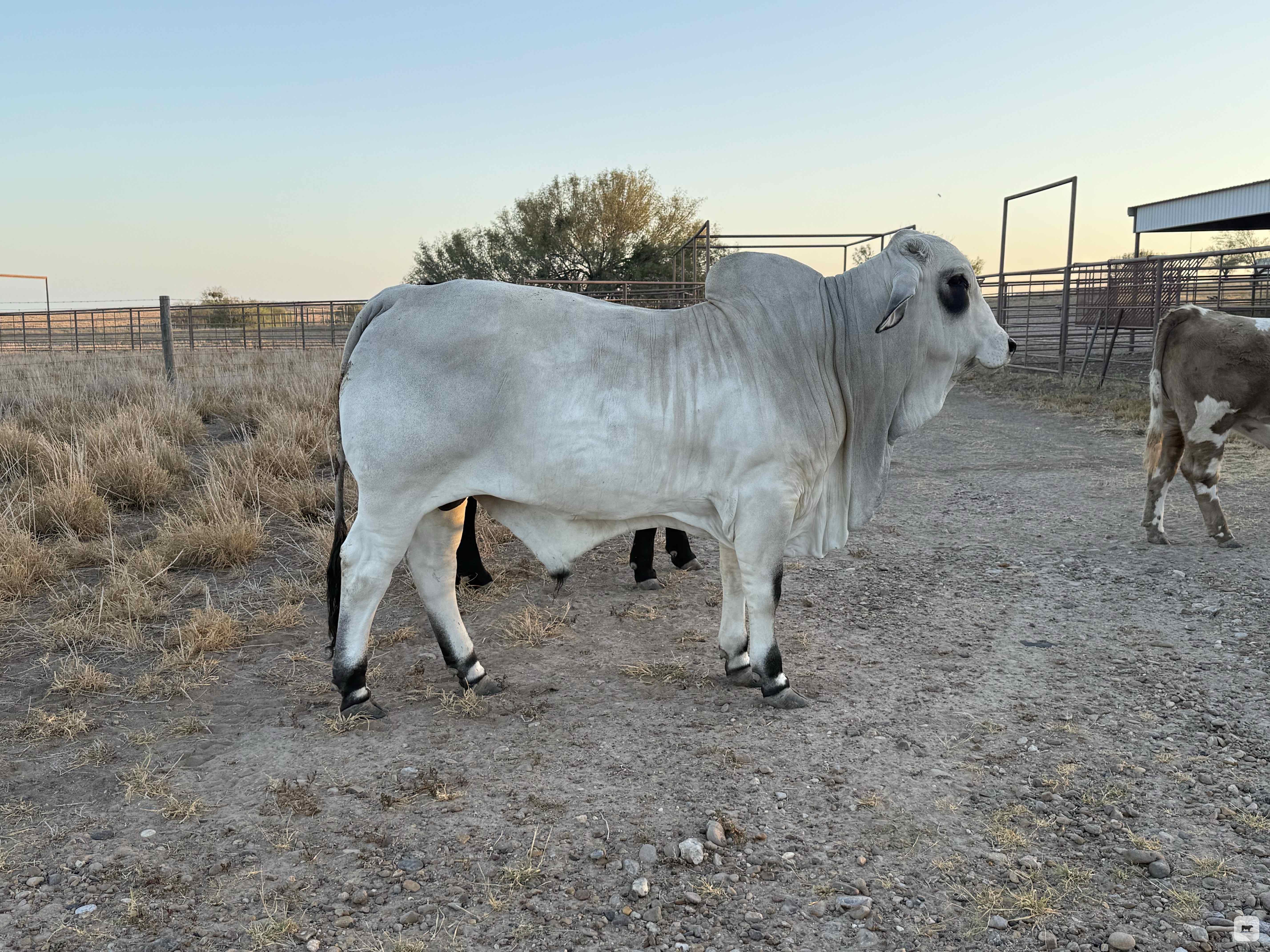 Cattle Range Listing Photo