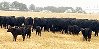 18 Purebred Angus 1st-Calf Pairs... Central TX