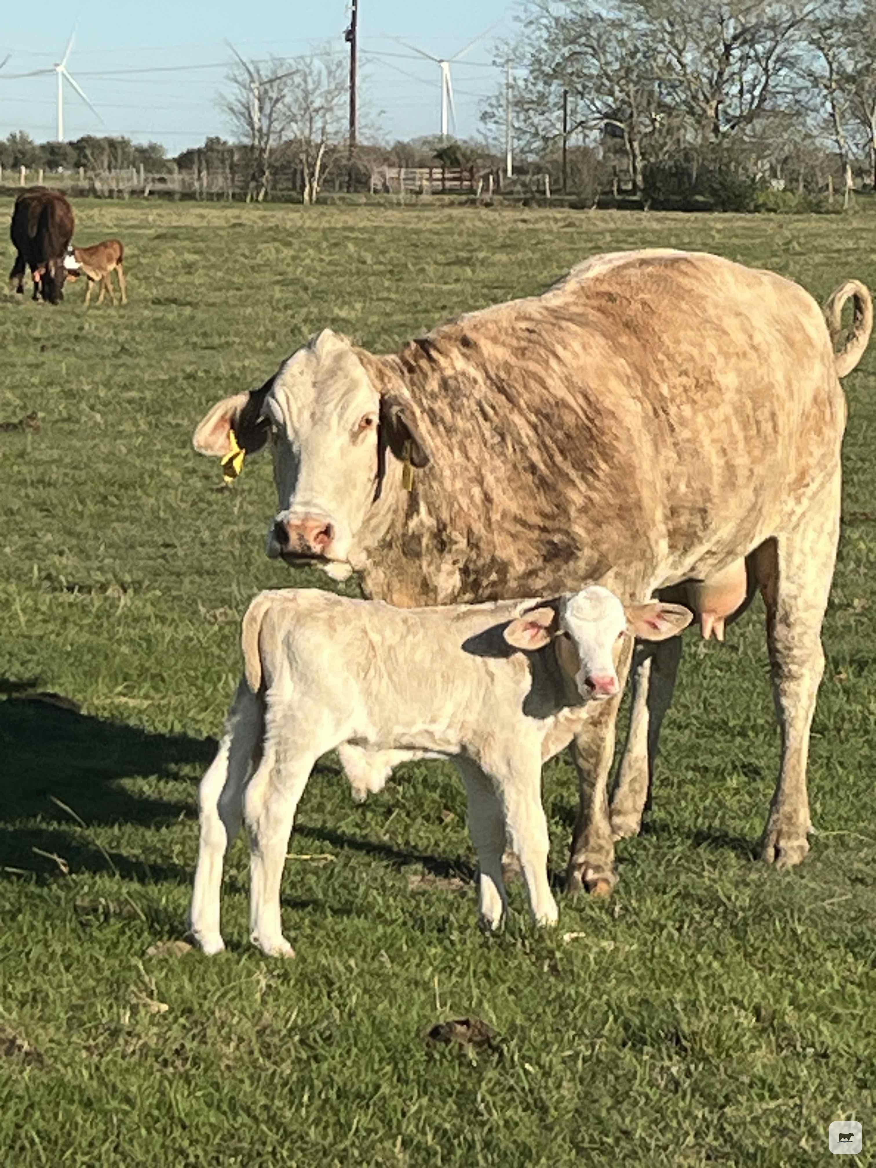 Cattle Range Listing Photo