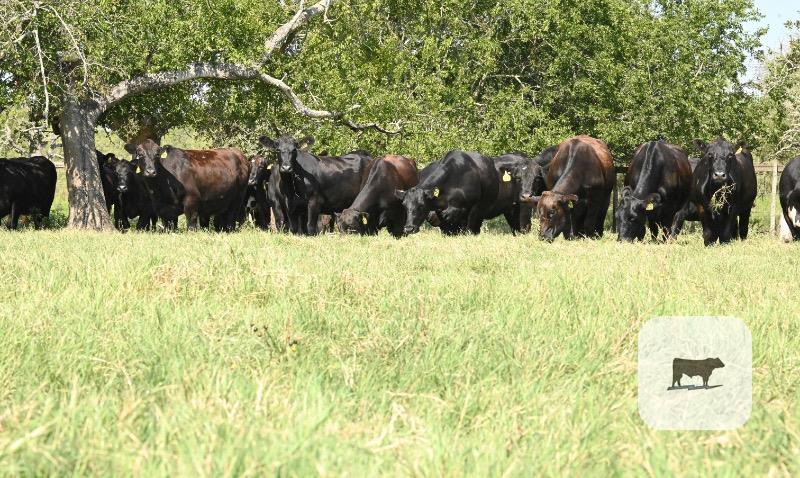 Cattle Range Listing Photo