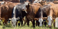 75 Tigerstripe & Chocolate Braford Rep. Heifers... Central TX