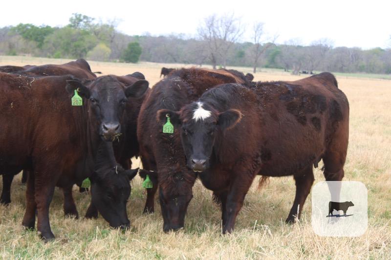 Cattle Range Listing Photo