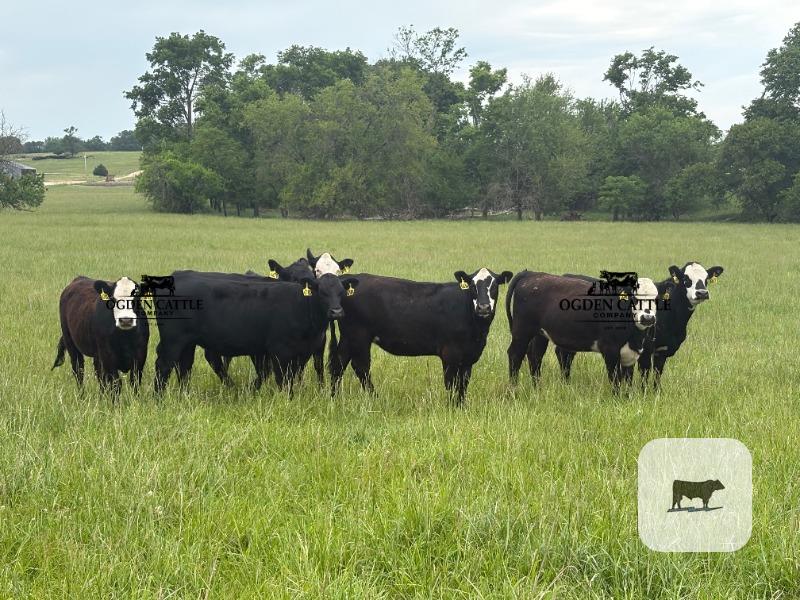 Cattle Range Listing Photo