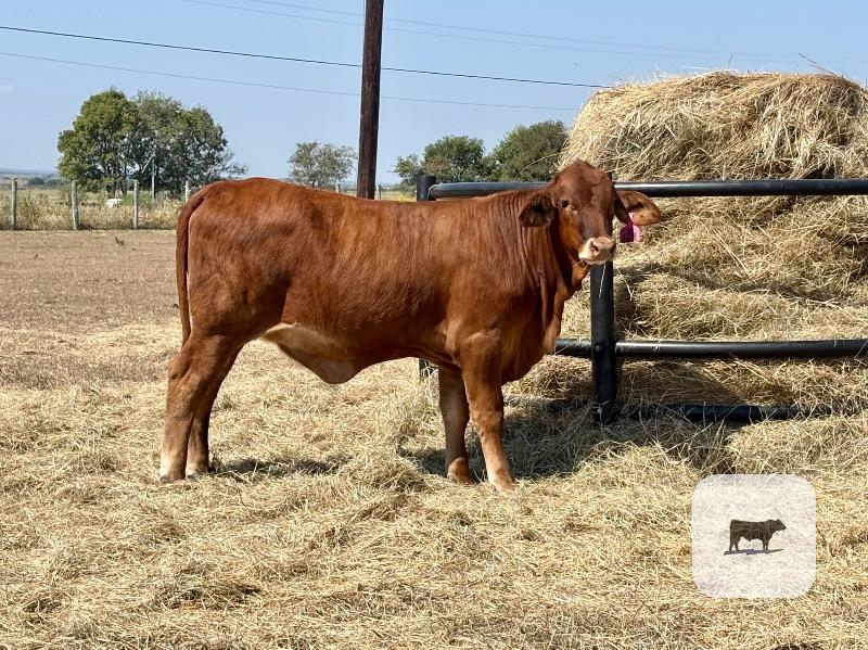 Cattle Range Listing Photo