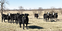 33 Angus & BWF Bred Heifers... Southwest MO