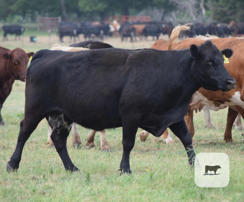 Cattle Range Listing Photo