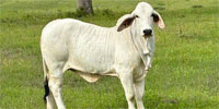 4 Reg. Brahman Rep. Heifers... Central TX