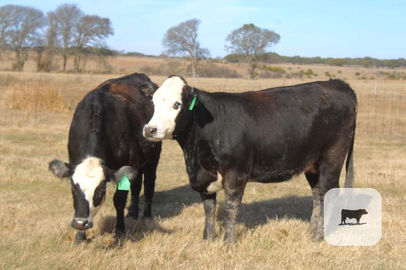 Cattle Range Listing Photo