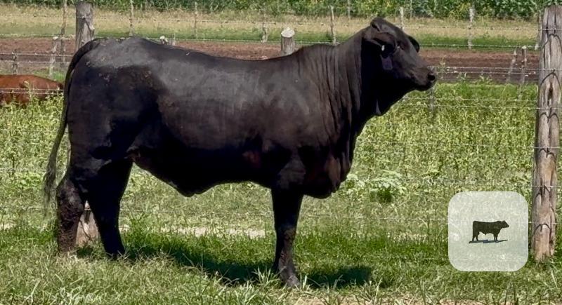 Cattle Range Listing Photo