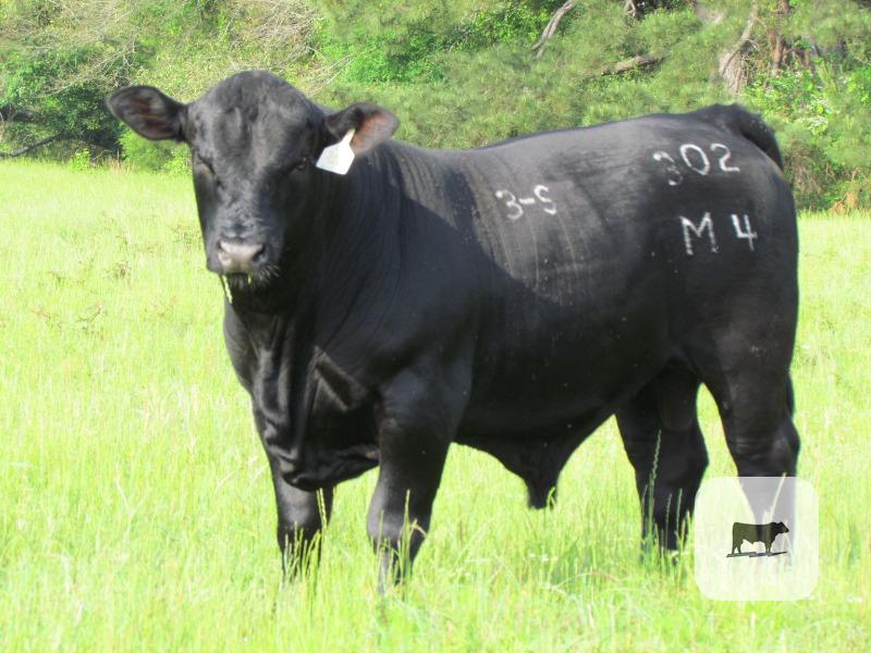 Cattle Range Listing Photo